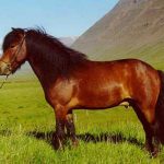 Rain Rot In Horses: Tips To Prevent It