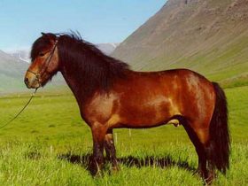 Rain Rot In Horses: Tips To Prevent It