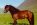Rain Rot In Horses: Tips To Prevent It
