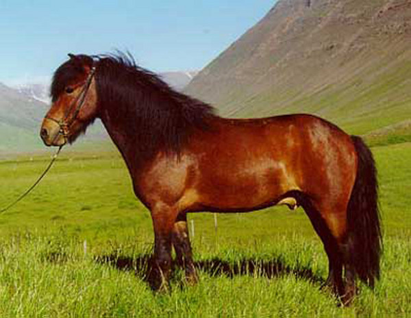 Rain Rot In Horses: Tips To Prevent It