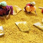 Turmeric - The Multi-Usage Spice Can Help In Curing Most Of Diseases