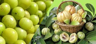 The Benefits Of Regular Garcinia Cambogia Supplementation