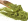 Kratom Leaves, How Safe and Legal Is Its Usage