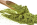 Kratom Leaves, How Safe and Legal Is Its Usage