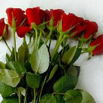 Top 5 Flowers In The World