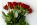 Top 5 Flowers In The World