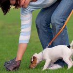 zero waste usa dog waste station