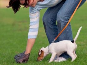 zero waste usa dog waste station