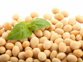 Is Soy Protein Safe To Be Taken?