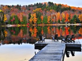 Capture Autumn Magic With Henry’s Digital Cameras