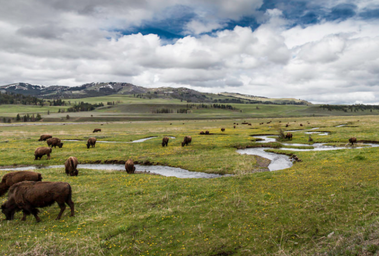 Some Useful Beginners Backpacking Tips For Yellowstone National Park