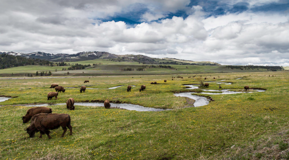 Some Useful Beginners Backpacking Tips For Yellowstone National Park