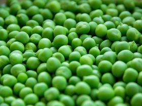 Pea Variety For Garden With Health Benefits