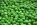 Pea Variety For Garden With Health Benefits