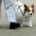 Dog Training: Some Important Aspects