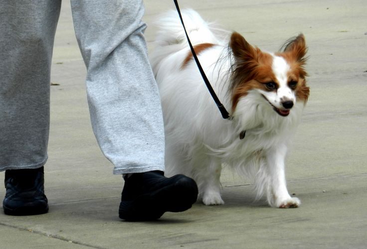 Dog Training: Some Important Aspects