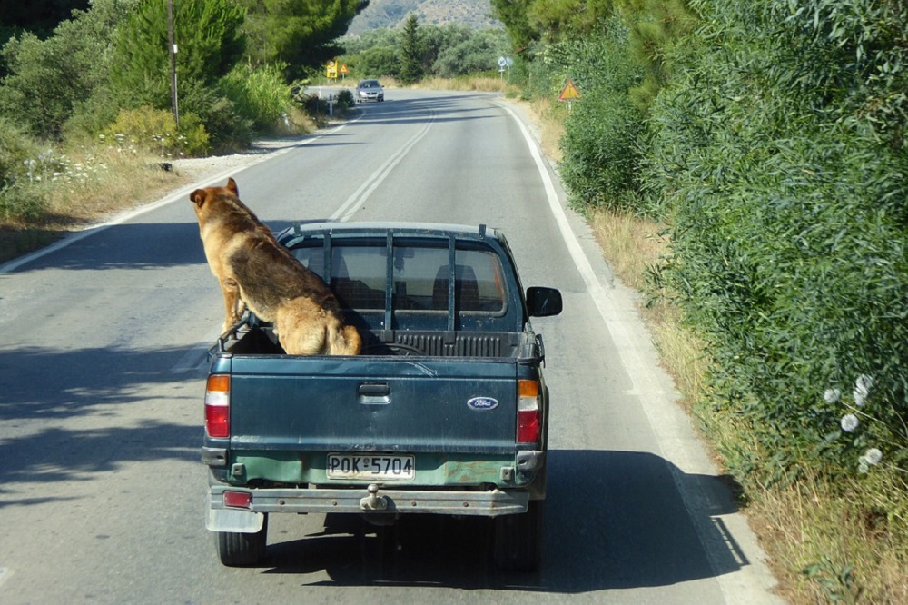 How To Get Rid Of Fleas In Your Car