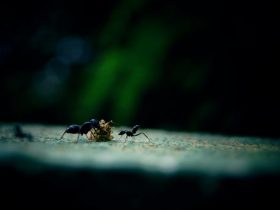 4 Techniques For Getting Rid Of Common Winter Pests Around Your Home