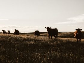 4 Benefits Of Starting An Agriculture Business